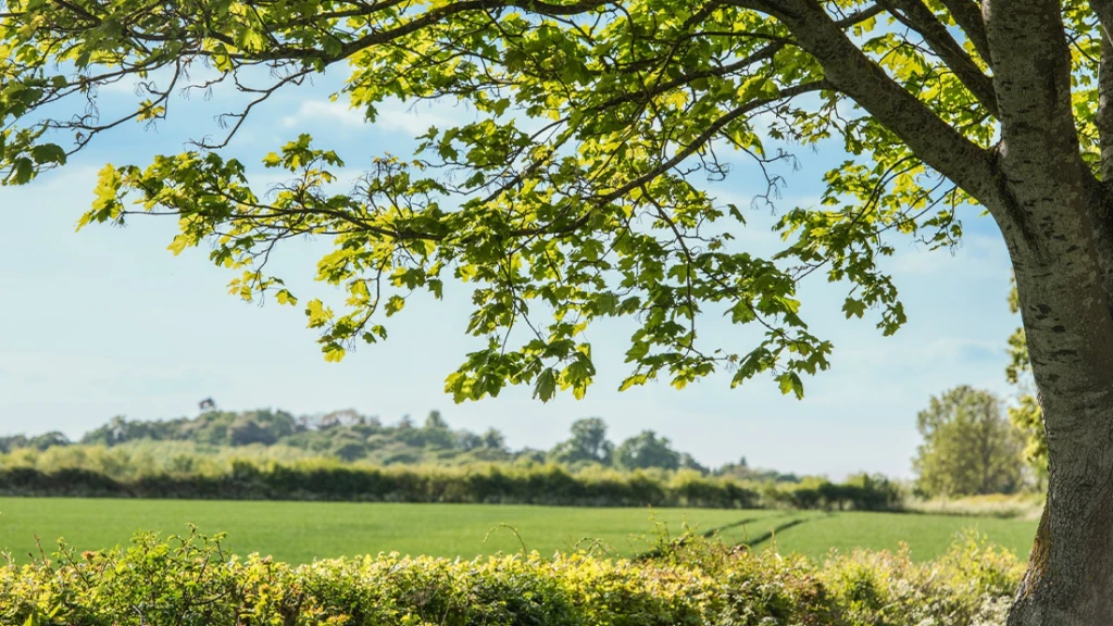 Foto einer gr&uuml;nen Wiese und eines Laubbaums im Vordergrund. 