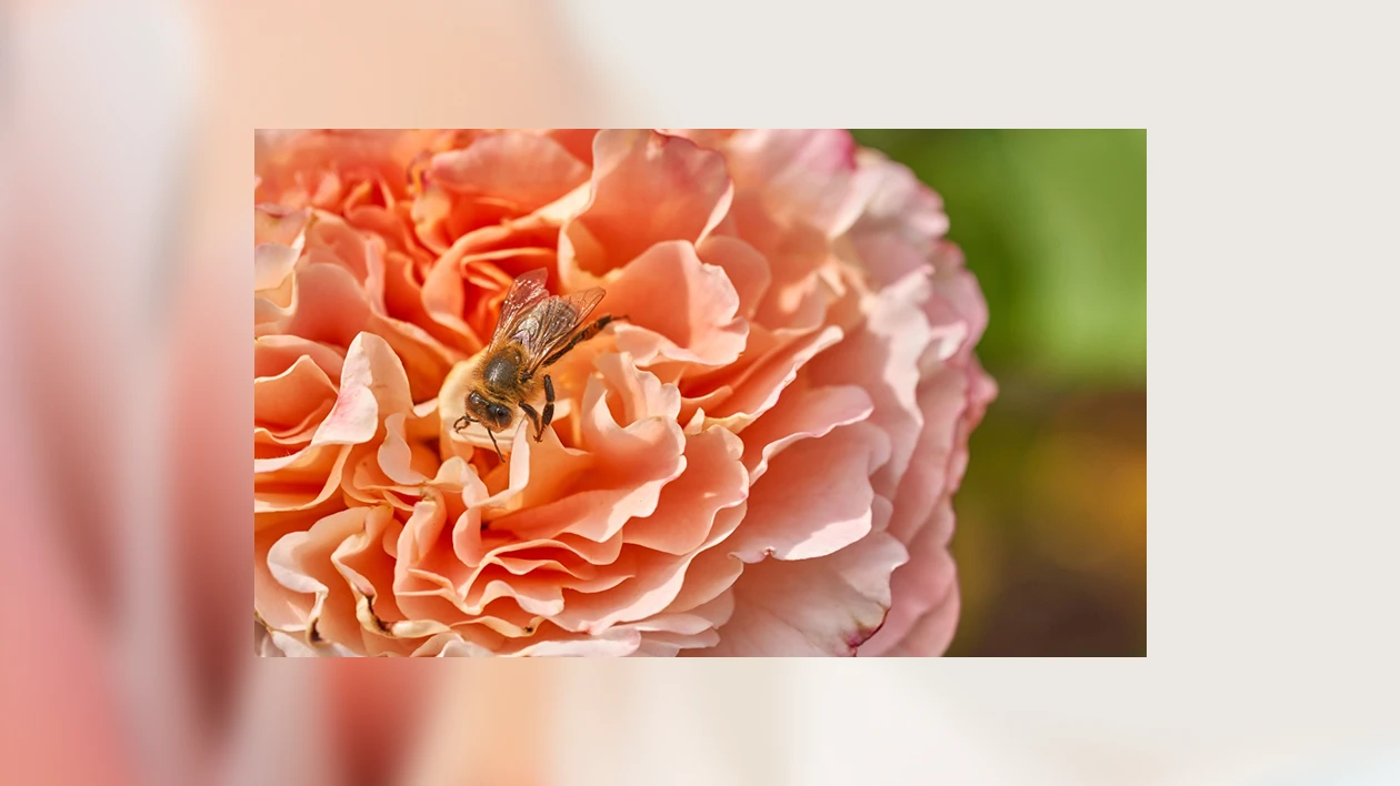 A picture of a bee collecting pollen