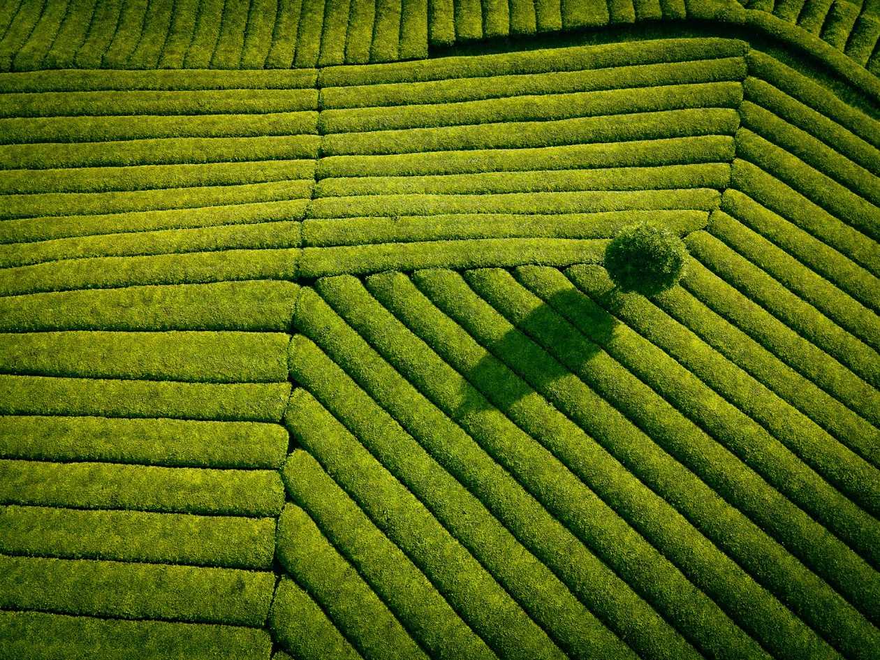 Aerial view of tea field.