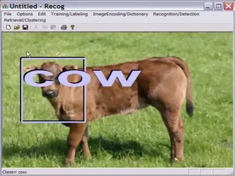 a close up of a horse