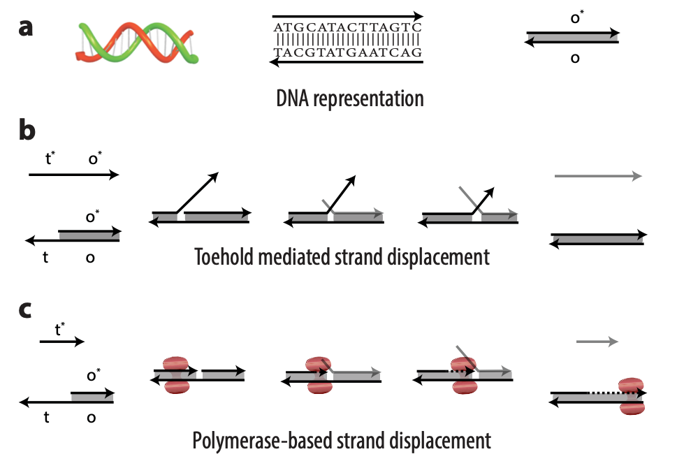 A multipart figure showing (a) three representations of DNA; (b) the process of toehold mediated strand displacement (TMSD); and (c) the process of polymerase-based strand displacement (PSD). The strands of DNA for each process are represented by arrows and labeled with domain names t*, o*, t, and o. Input DNA strands—t* o* in the case of TMSD and t* in the case of PSD—bind with an exposed single-stranded portion of a double-stranded DNA complex t o. In TMSD, the output is displaced in a tug of war; in PSD, the output is displaced when the polymerase enzyme elongates the input strand.