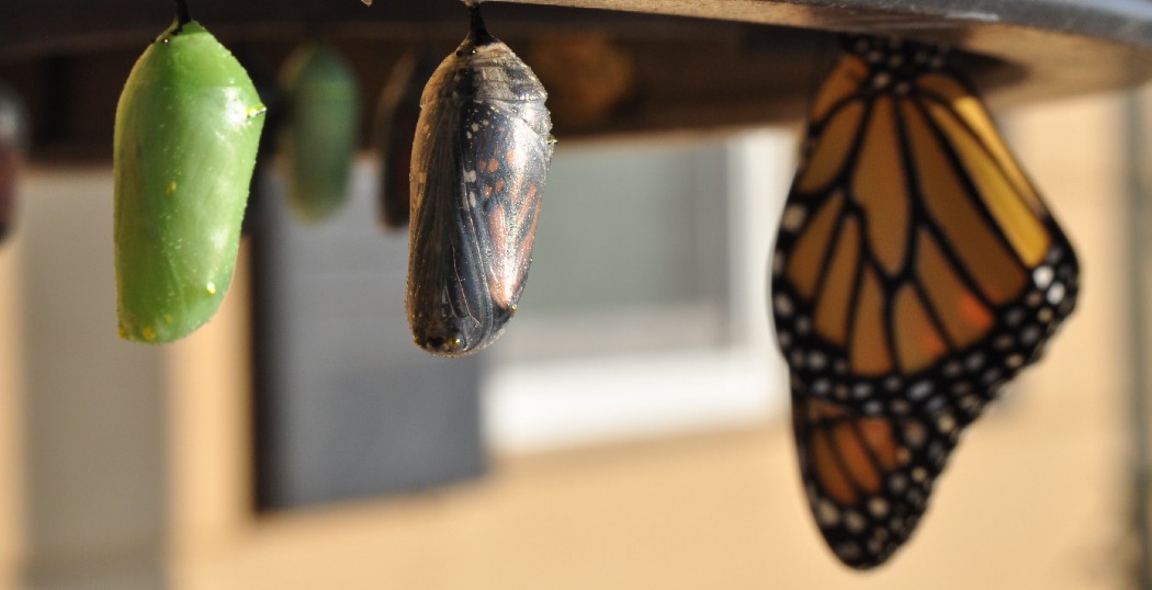 A photograph of butterflies coming out of their cocoon
