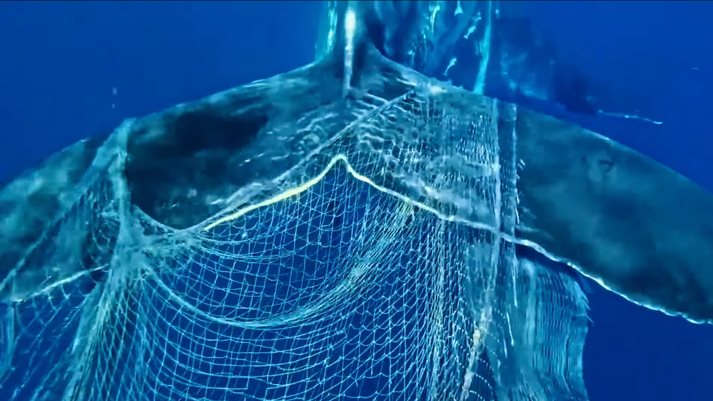 whale tale caught in a ghost net