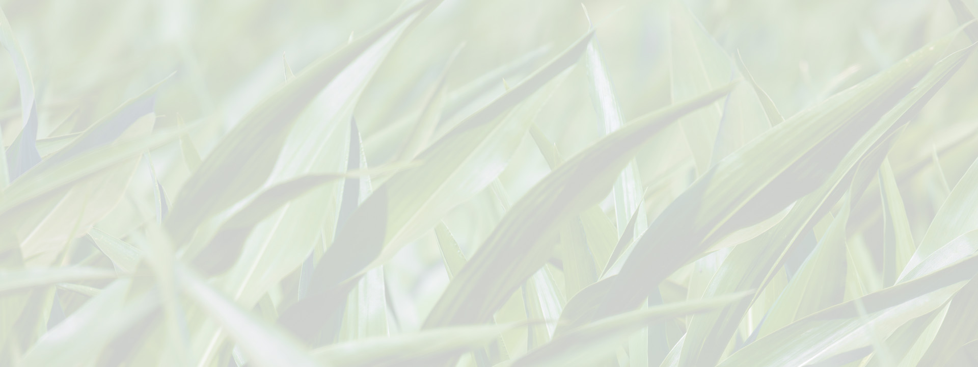 close up of corn stalks, farming, food