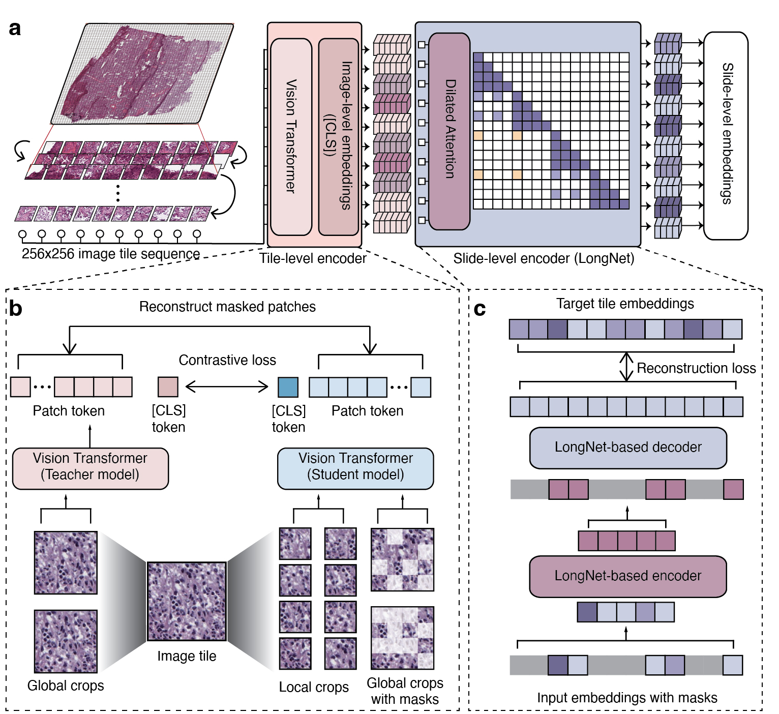 Figure 1: Overview of GigaPath. a, Flow chart showing the model architecture of Prov-GigaPath. Prov-GigaPath first serializes each input WSI into a sequence of 256 × 256 image tiles in row-major order and uses an image tile-level encoder to convert each image tile into a visual embedding. Then Prov-GigaPath applies a slide-level encoder based on the LongNet architecture to generate contextualized embeddings, which can serve as the basis for various downstream applications. b, Image tile-level pretraining using DINOv2. c, Slide-level pretraining with LongNet using masked autoencoder.