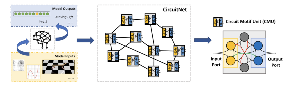 图2:CircuitNet 的模型结构。作为一个通用的神经网络,CircuitNet 可以根据输入的形式用在各种各样的下游任务中(左)。CircuitNet 由一些 CMU 通过相互间的稀疏连接构成 (中)。在单个 CMU 中,神经元间以复杂的形式稠密连接在一起从而建模通用的回路模式,例如,绿色的线连接了两个神经元,可以用来表示线性变换,而红线可以表示更高级的涉及三个神经元的变换,如神经元间的注意力机制(右)