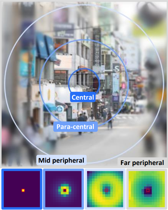 图3:人类周边视觉(上)与基于注意力的神经网络(下)相结合以进行视觉识别的示意图