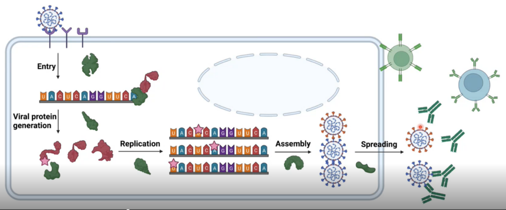 病毒与宿主的相互作用