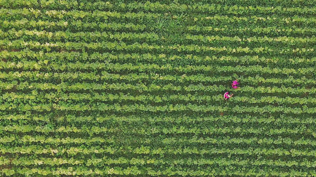 a field of green plants with two people walking in between the rows