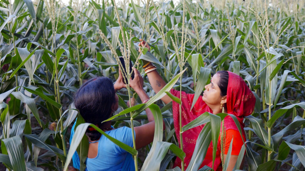 farmers inspecting their crops