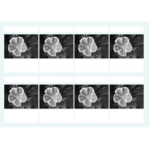 あさがお観察日記 (かんさつにっき) 画像スライド-2