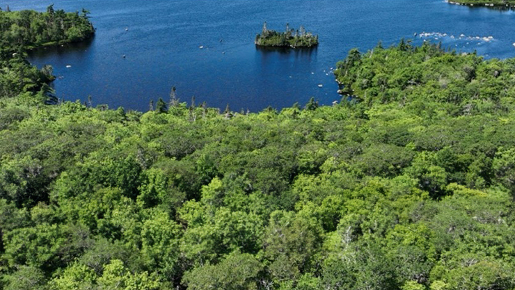 trees with a lake in the background
