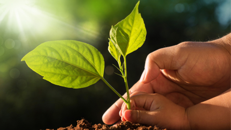 Two hands, one of an adult and one of a kid holding a plant